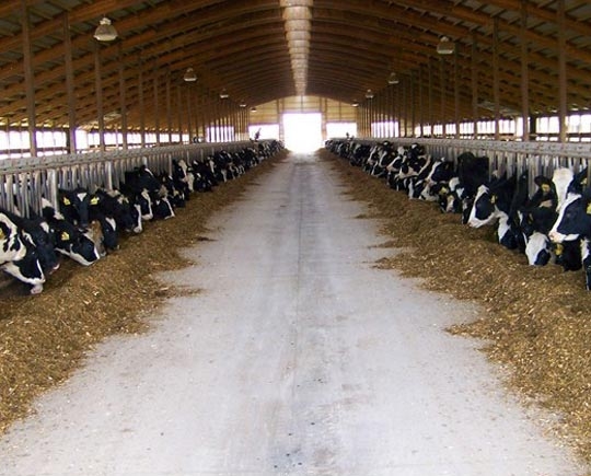 预制钢结构奶牛场