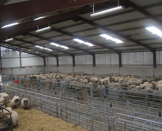 预制钢结构羊场